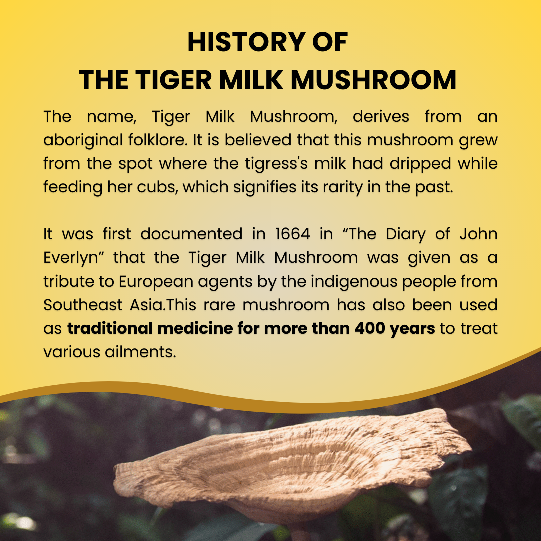 PREMIUM IMMUNITY BOOSTER (Organic Tiger Milk Mushroom & Cordyceps)